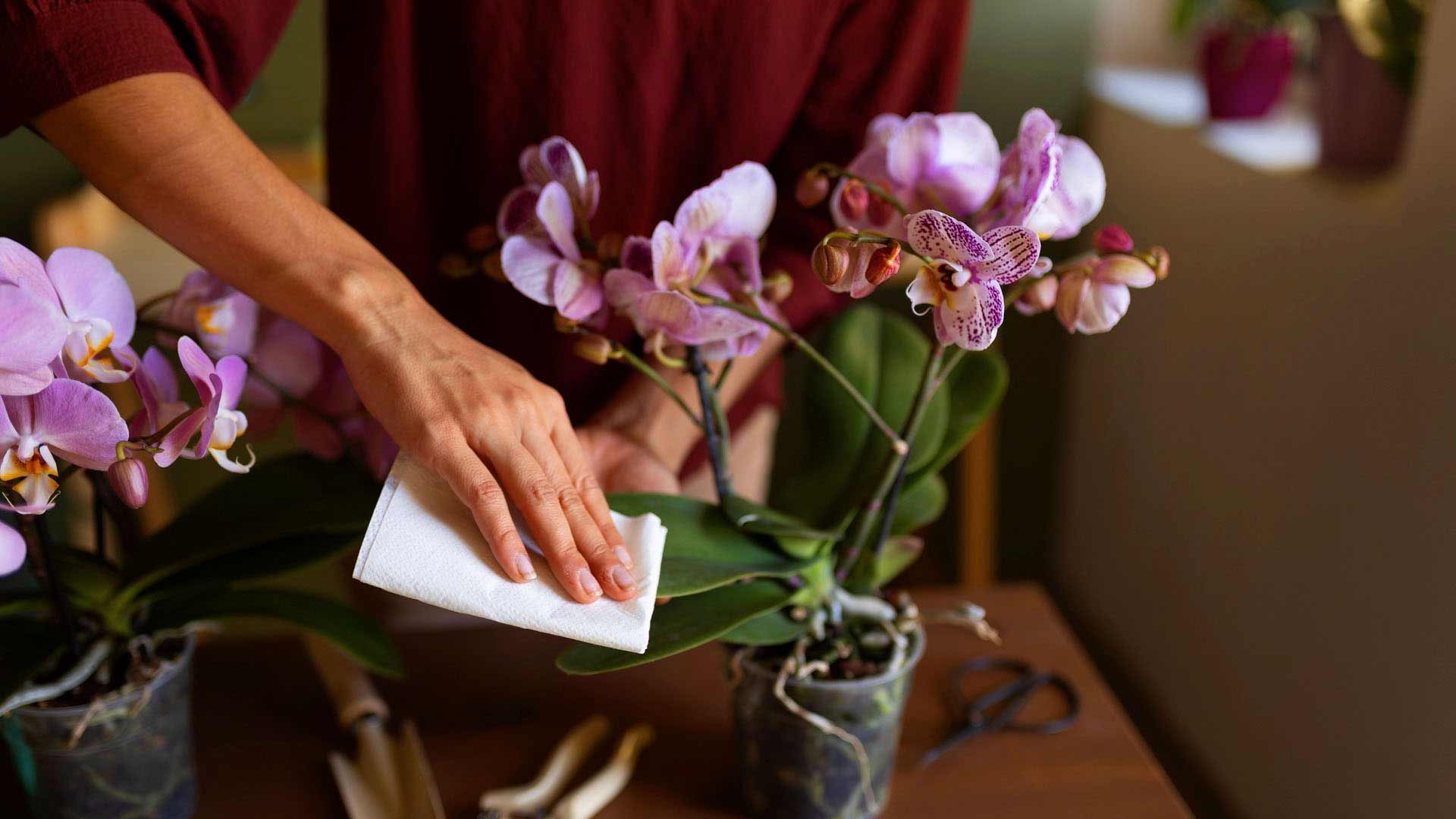 How to Properly Protect Delicate Flowers from Wilting Quickly